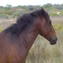 Real horse