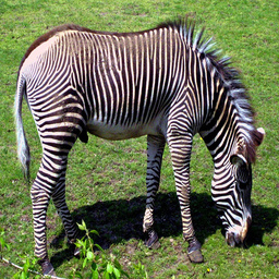 Real zebra