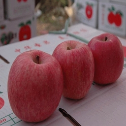 apple2orange_3